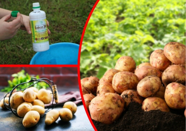 Как использовать картофельные очистки на садовом участке